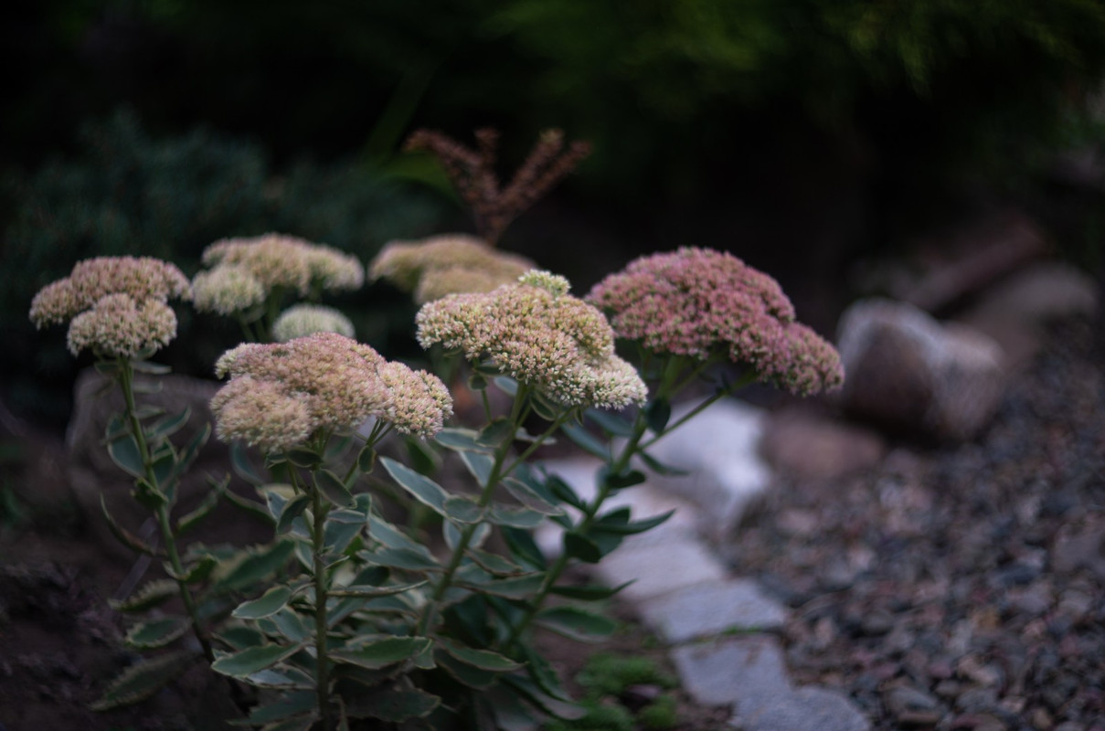 IMG-3bd96f07ee8dc31855b8ae578c8f5c42-V