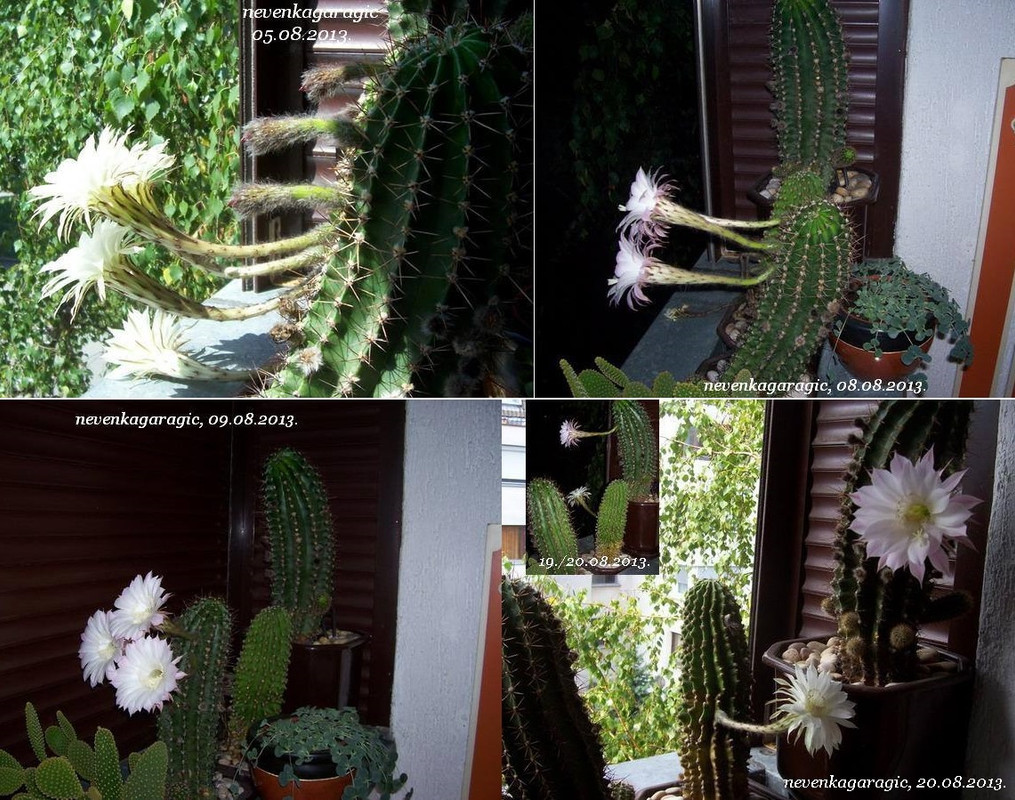 8-05., 08., 09. i 20.08.2013.