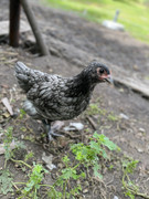 A5CF80DE-04D9-4CC8-B751-E82989835E69