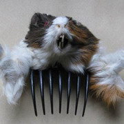 11078846_417312055060664_342850987_n