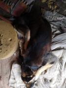 WhatsApp Image 2021-02-17 at 12.22.22