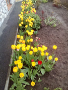 https://i.postimg.cc/XBCtpGV2/IMG-20210430-112643-1.jpg