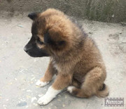 BBG&B17TezpurToBomdila - 11