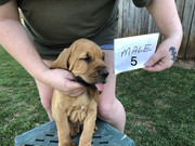 0CAE698D-9954-46D8-8EA0-801B40C87BB1