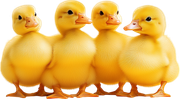 MVDEgg-Hunt-Pack-P4-S-17