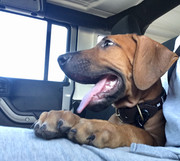 Rocco the Rhodesian Ridgeback 7