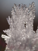DSC01804-crop
