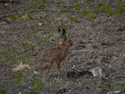 Lepus_europaeus_SMA_04_202005