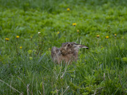 Lepus_europaeus_SMA_08_202005