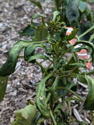 PXL_20240718_133800591