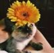 file.php_avatar=23884_1473270834