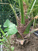 IMG-1a5530162bc6473bbeb2f283b8aa1d1a-V