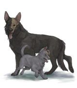 GSDAdultPupbrownhalfright