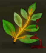 Burning the Cycad aline second