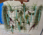 Montage de tillandsias P1070548