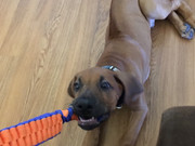 Rocco the Rhodesian Ridgeback 12