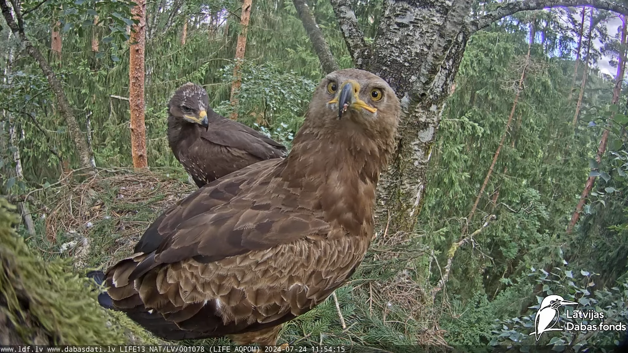 Mazais ērglis (Clanga pomarina), ligzda bērzā - LDF tiešraide 12-25-55 screenshot