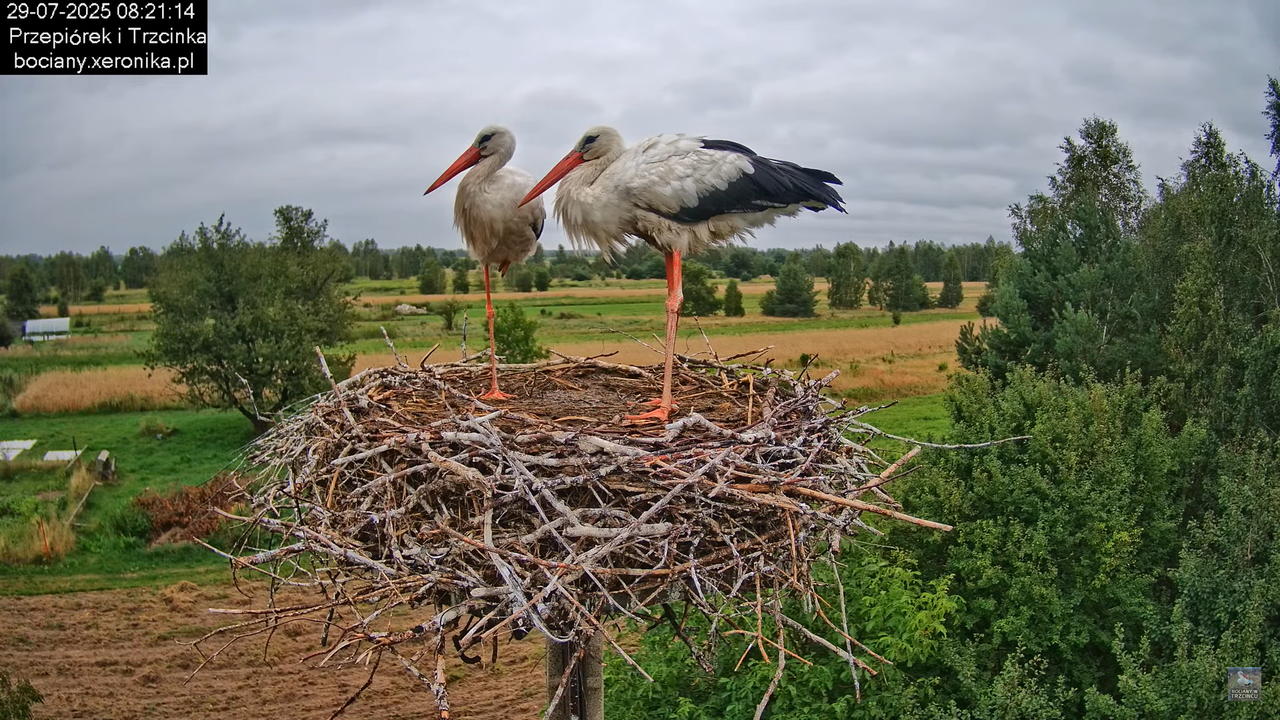 29072025bociany17
