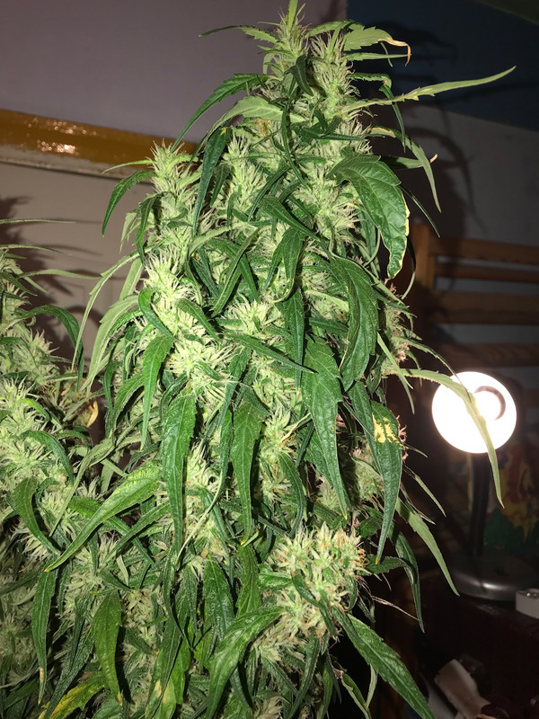 499557AF-AED3-4236-A2F0-CE7147E41E0D