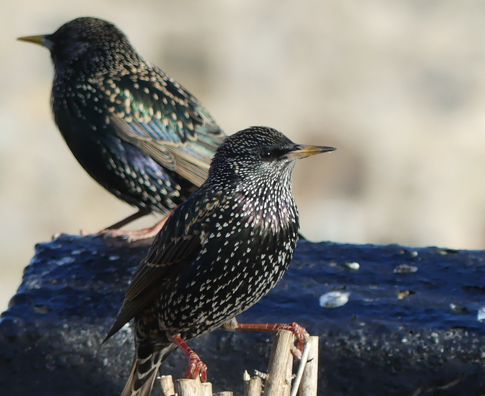 STARLING 1