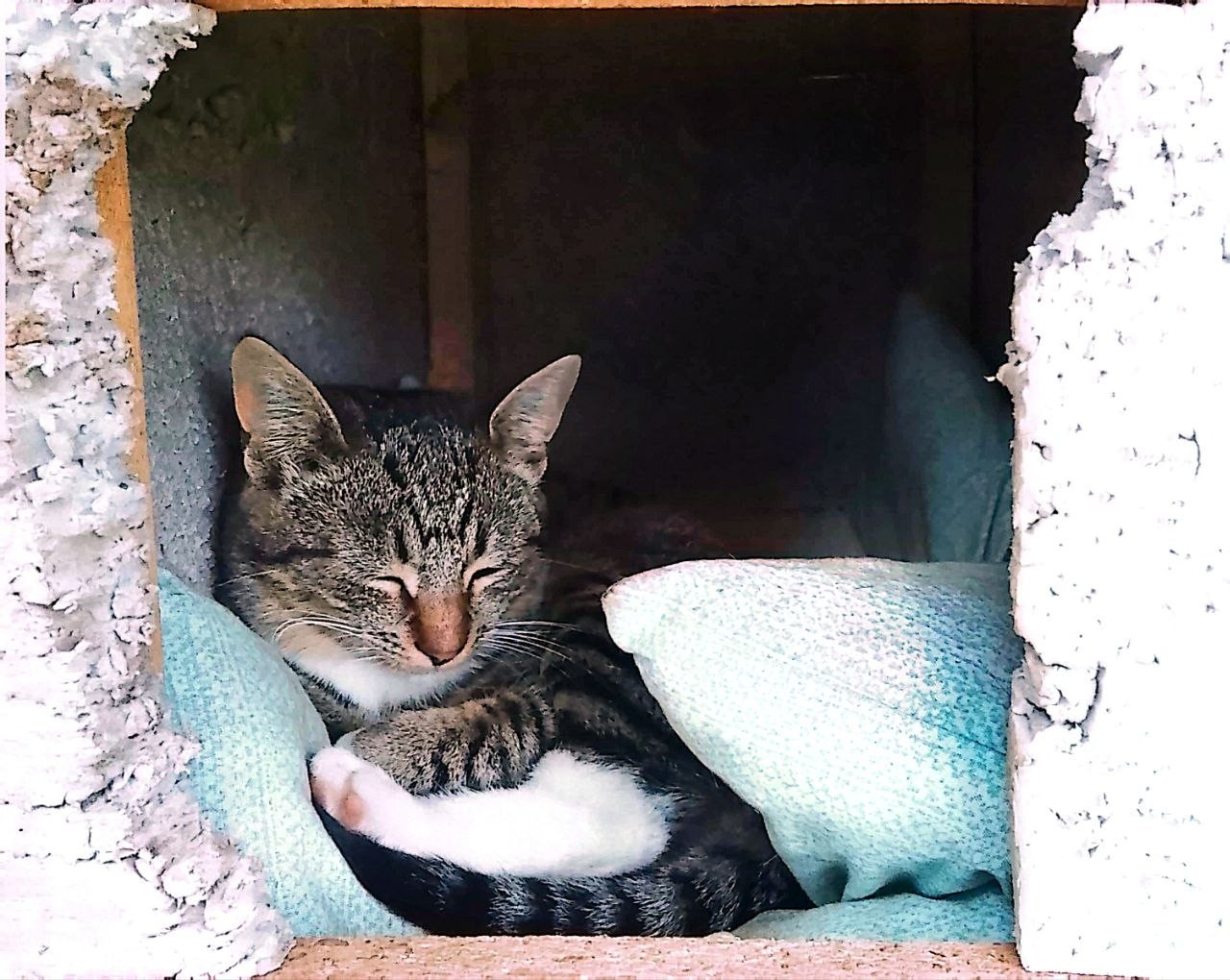 Кошка 1