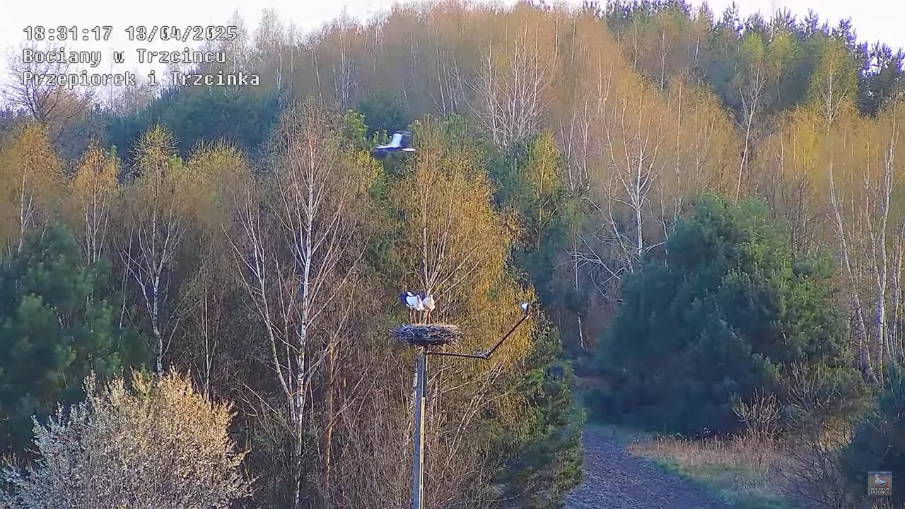 13042025bociany13
