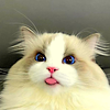 icon014