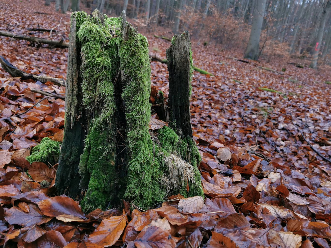 [Bild: Wald-18-12-2021.jpg]