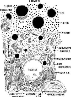 Human breast milk cells actively synthesising and secreting endocannabinoids including anandamide and 2-AG to sustain infant life