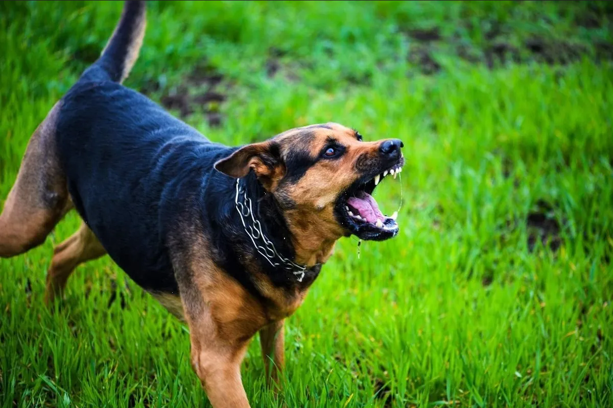 Tres perros atacan y matan a su dueña en Argentina