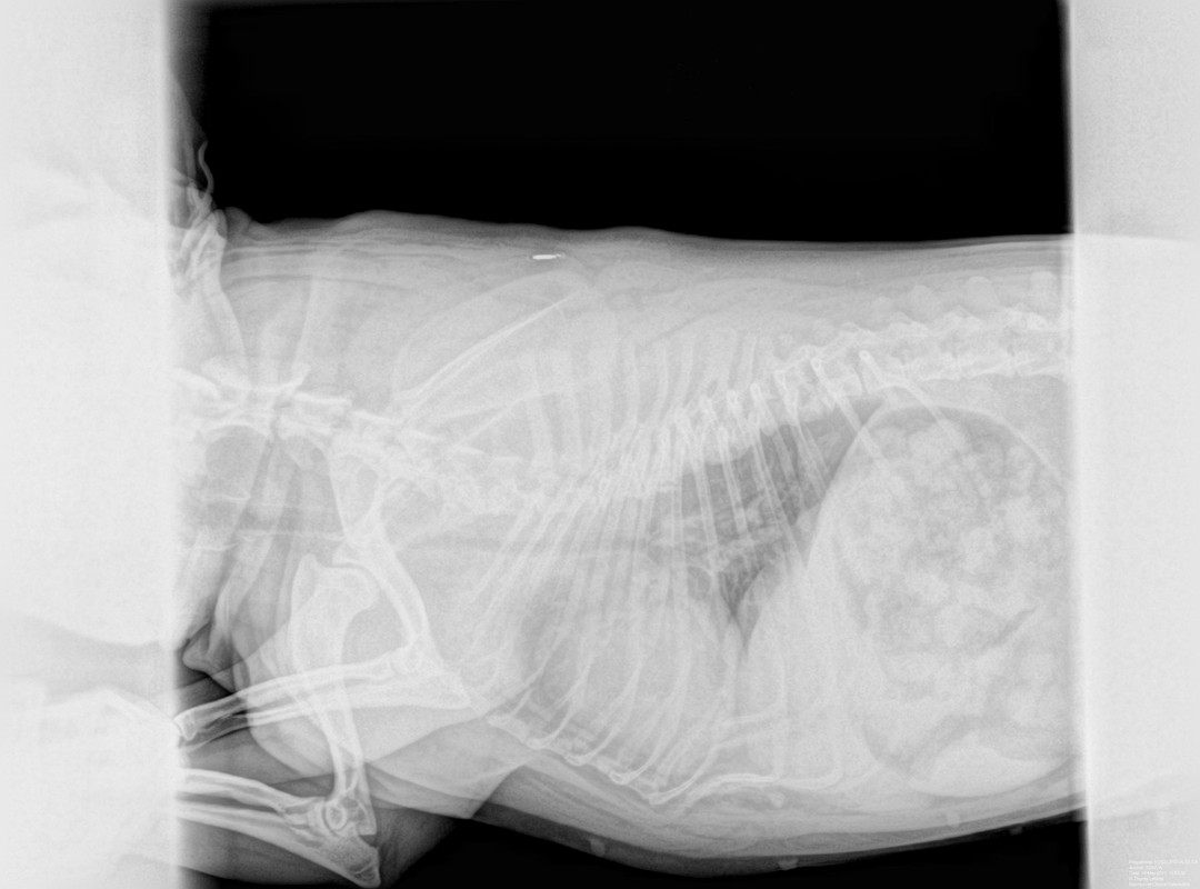 R-Thorax-Lateral