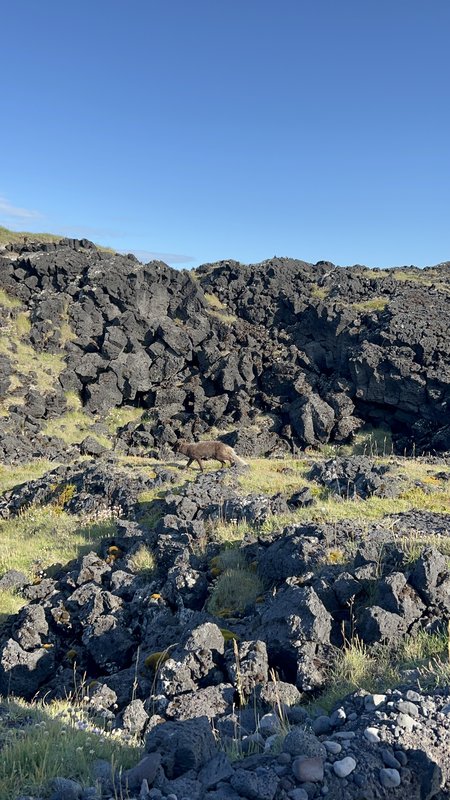 12/07/2025 RECORREMOS PARTE DE SNAEFELLSNES Y TENEMOS EL MEJOR REGALO DEL VIAJE - ISLANDIA, 21 DÍAS EN UN 2º VIAJE A LA TIERRA DEL HIELO Y FUEGO (39)
