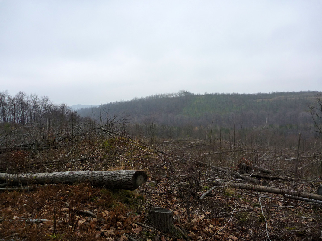 2010-11-20 1 Ruffed Grouse - clearcut