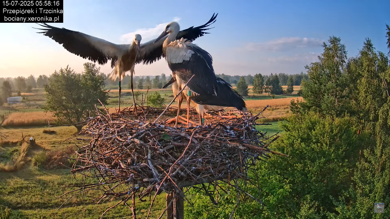 15072025bociany8
