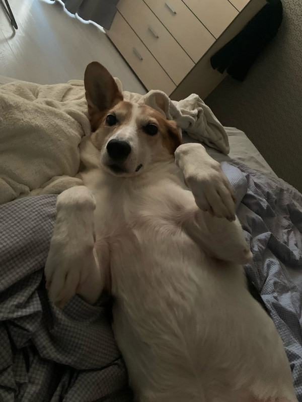 Полкан-сахарок