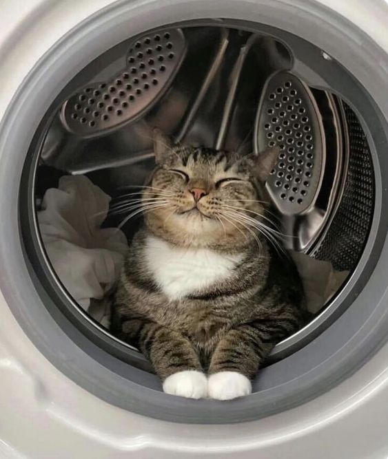 Catclothesdryer9460922136c69005ddf5.jpg