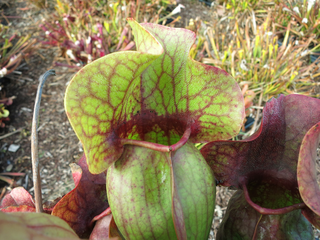 Red Throat Giant, early December 2018