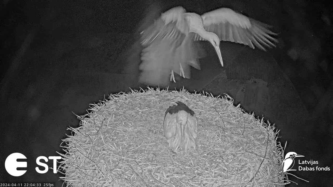 Baltie stārķi (Ciconia ciconia) Tukuma novadā - LDF tiešraide __ White storks in Tukums, Latvia 14-2