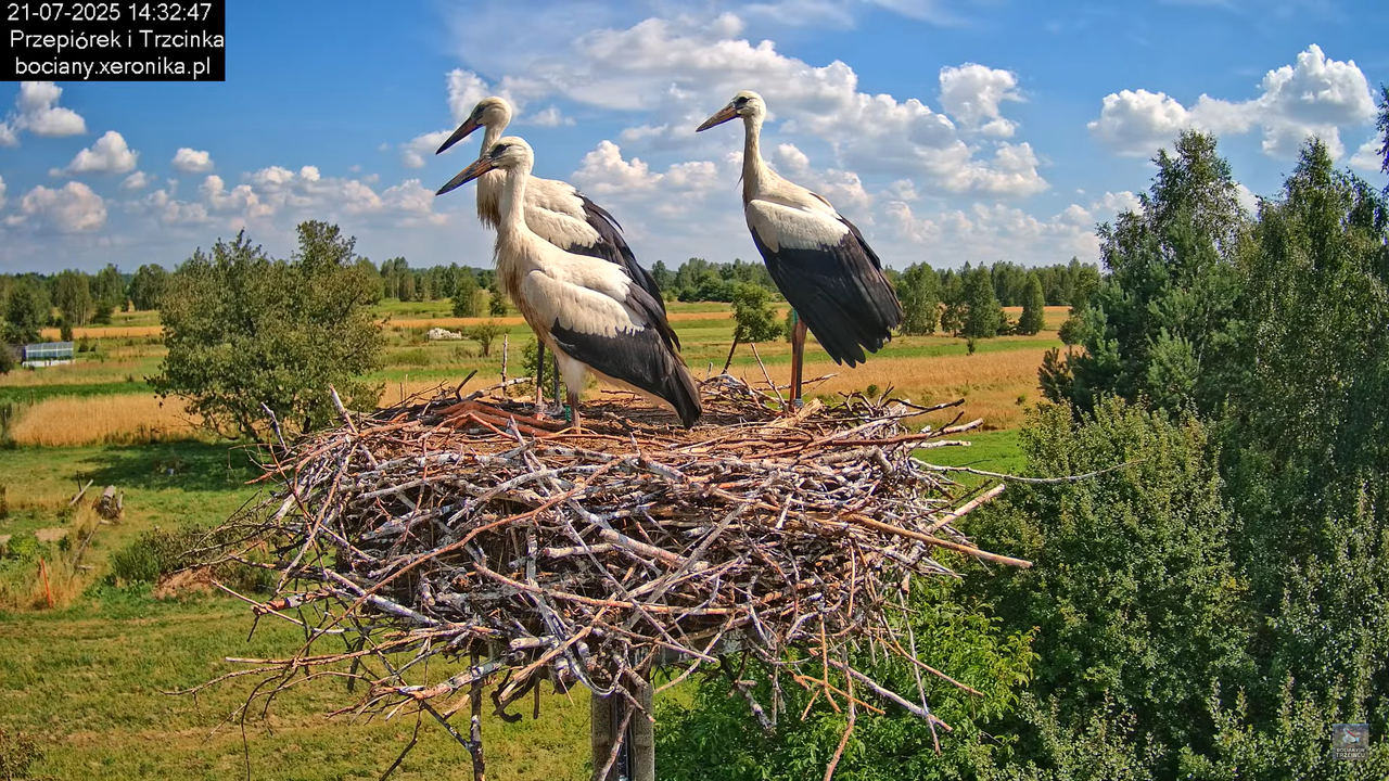 21072025bociany46