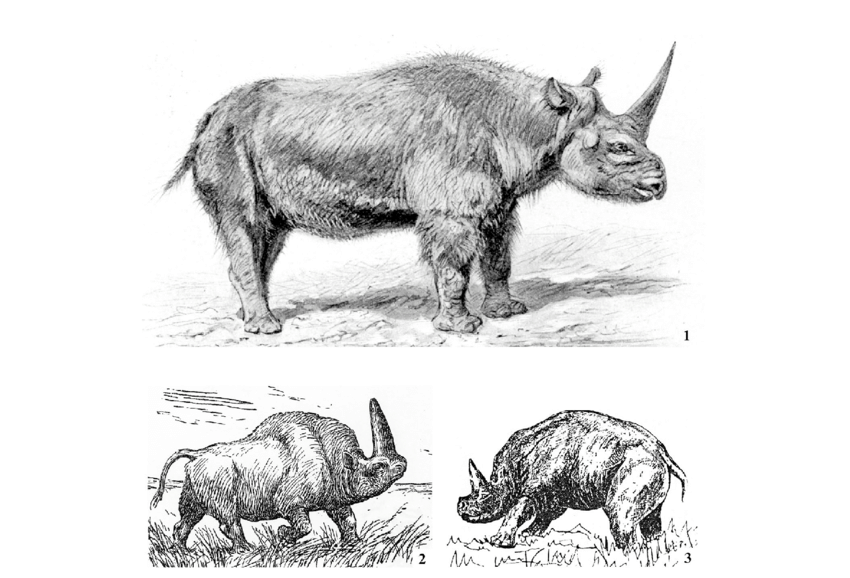 Reconstructions-of-the-Siberian-Elasmotherium-1-W-Kobelts-reconstruction-At-the
