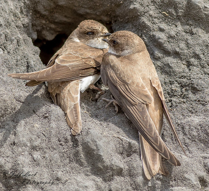 brown-sand-martins.jpg