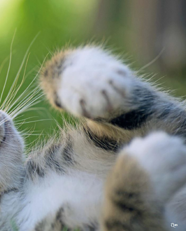 QuattroZampe Lug 2023 (10)