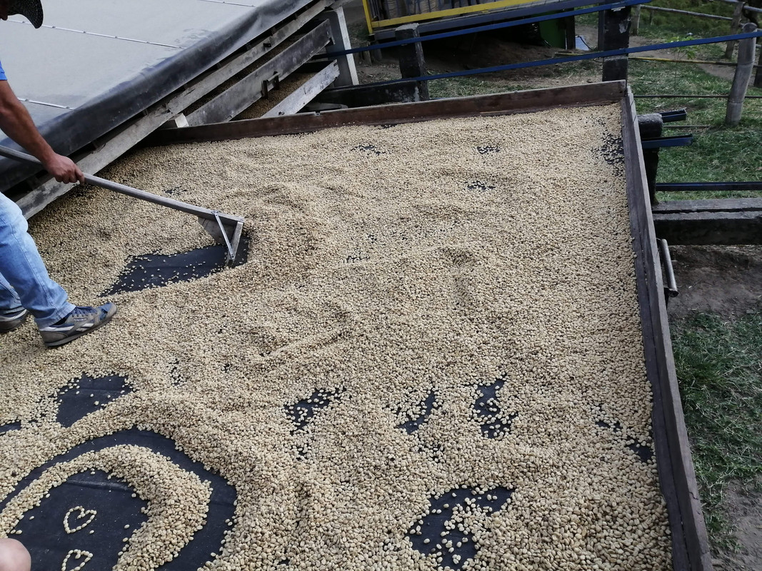 Colombia por libre en 18 días - Blogs de Colombia - Eje Cafetero: Armenia, Circasia, Filandia y Salento (22)
