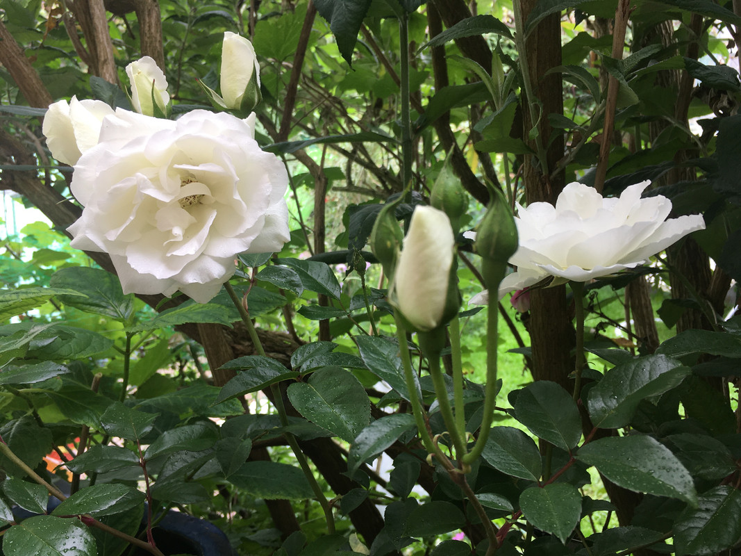 C9DE7EAE-8D65-4A86-984C-1228FDE9ACA4