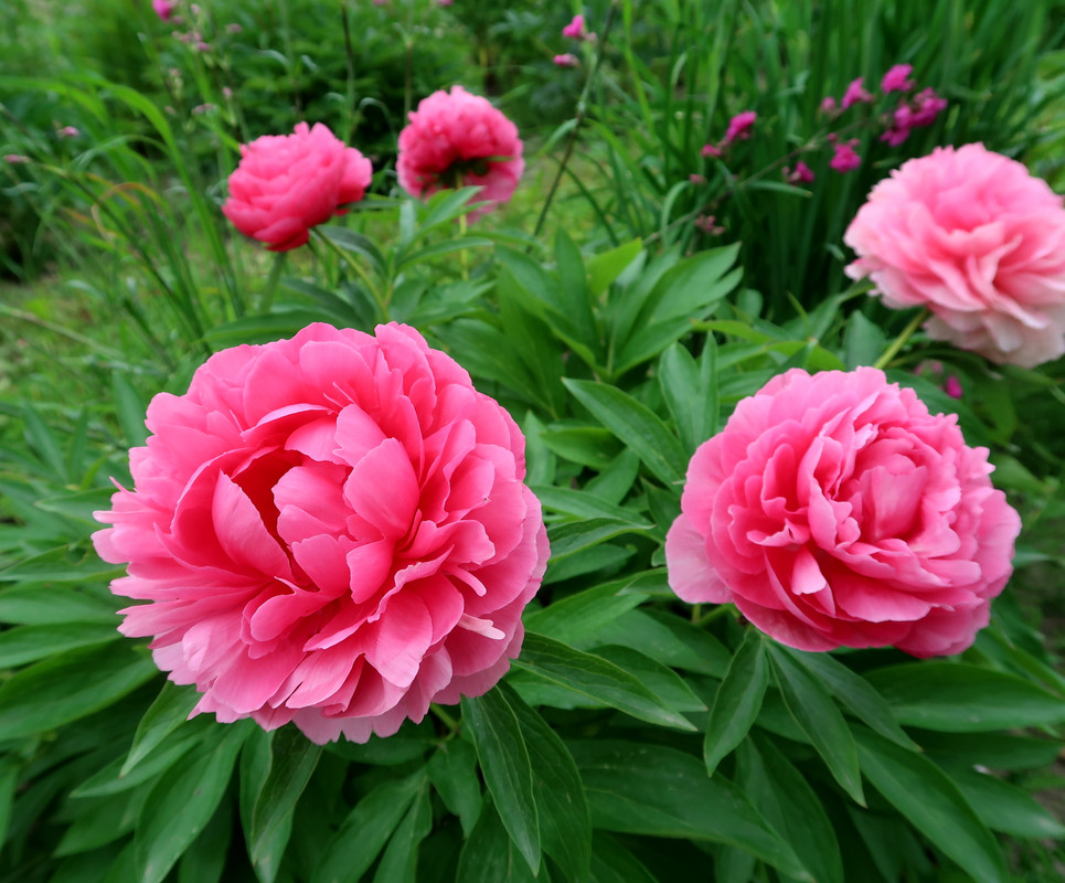 Пион Rose Heart