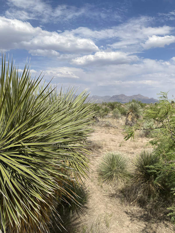 "5 Acres of Untouched Beauty Await You in San Simeon Ranches, South of Deming, NM!"