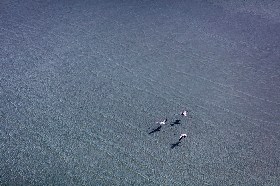Flamingo-Glide