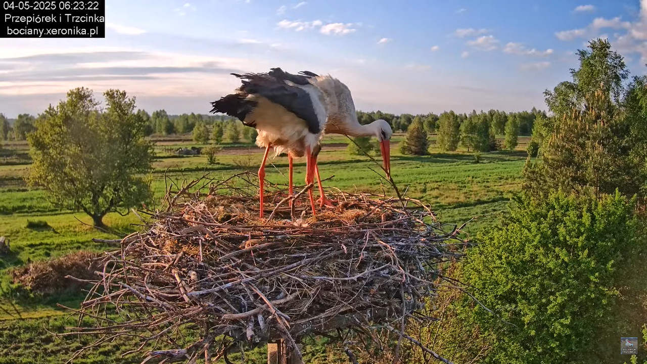 04052025bociany9