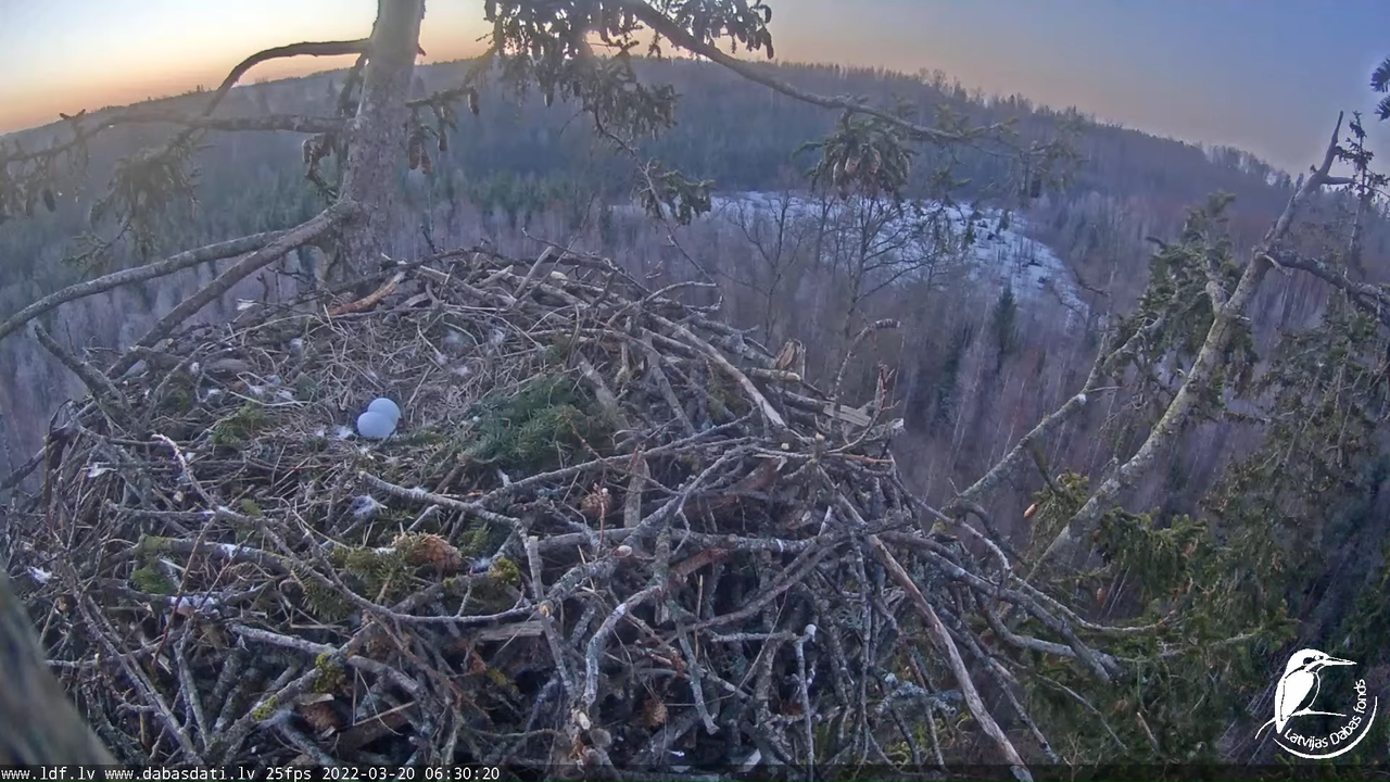 Jūras ērgļi (Haliaeetus albicilla) Durbē - LDF tiešraide __ White-tailed eagles, Durbe, Latvia 13-23