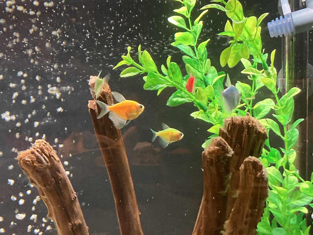 6A054B4F-0AA8-4A7C-A7B5-B063271FBA05